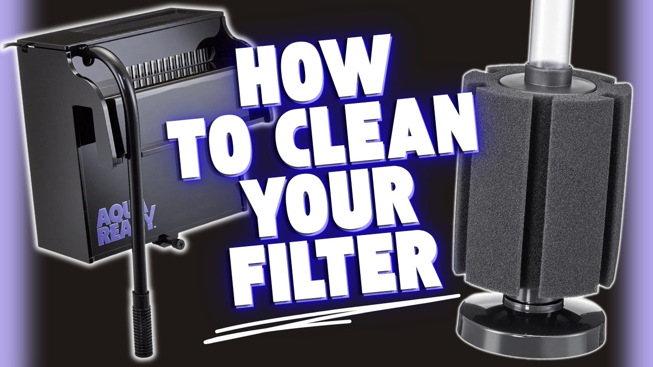 Stop Cleaning Your Filter Wrong (You Could Be Hurting Your Fish)