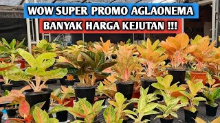 Download Lagu Wow super promo aglaonema, banyak harga kejutan !!! MP3 Download Lagu Wow super promo aglaonema, banyak harga kejutan !!! MP3
