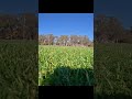 ARRMA Senton VS Mojave