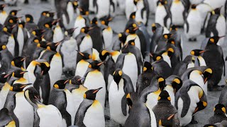 Cosas que deberías saber sobre los pingüinos 🐧