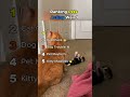 Pets Acting Weird In The Funniest Ways 🤪🐾 So Random || #pets #ranking