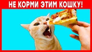 10 опасных продуктов для кошек. Чем нельзя кормить кошку! by Мисс Кися - про кошек и котов 14,960 views 1 year ago 4 minutes, 5 seconds