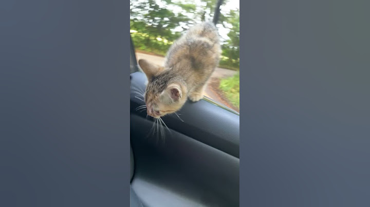 Road Crossing Kitten Chooses Her Human || ViralHog