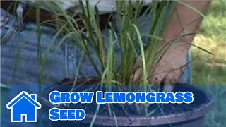 Growing Vegetables From Seeds : How to Grow Lemongrass Seed