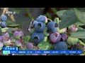 [正点财经]云南澄江：反季蓝莓上市 走俏冬季市场| 财经风云