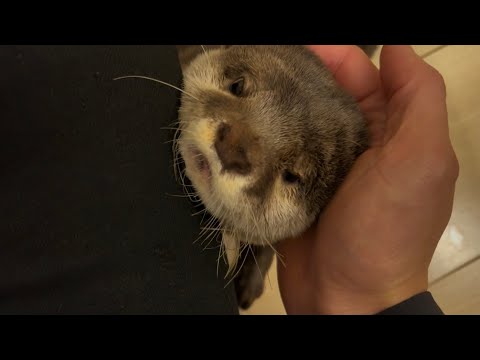 ??????? ?????????????????????????????? otter sniffing its owner that smells like a dog