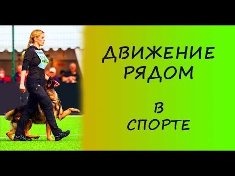 Вопрос: Какие виды служб собак спортивного и не спортивного направления?