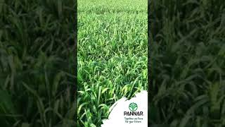 Wheat in Namibia – Good harvest prospects