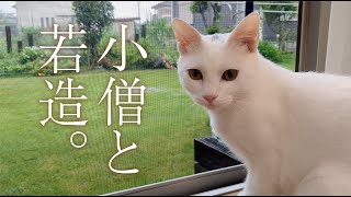 元迷い猫、人生初の台風。