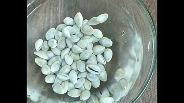 Cowrie Shell water crumble 💥🐚🐚🐚 asmr | cowrie shell asmr🐮 #shorts