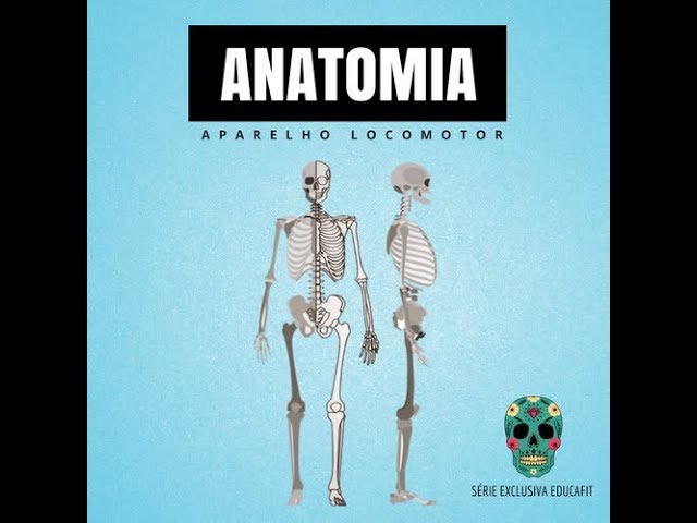 ANATOMIA DO APARELHO LOCOMOTOR - Faculdade Santa Rita