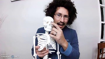 Module 4 Video Presentation Assignment Overview of the Skeletal System