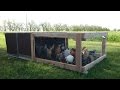 Easy DIY Chicken Tractor