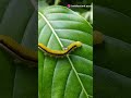 अंडे से तितली तक का सफर