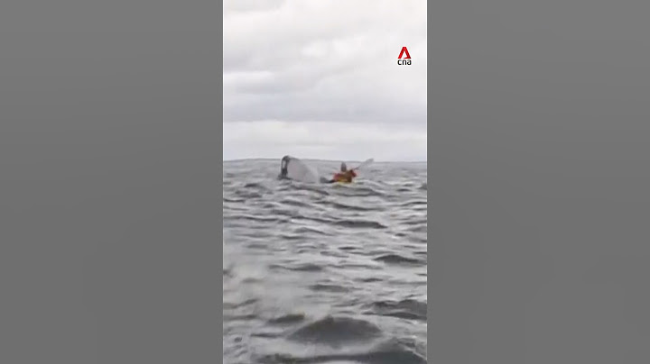 Whale swallows kayaker off Chile and releases him