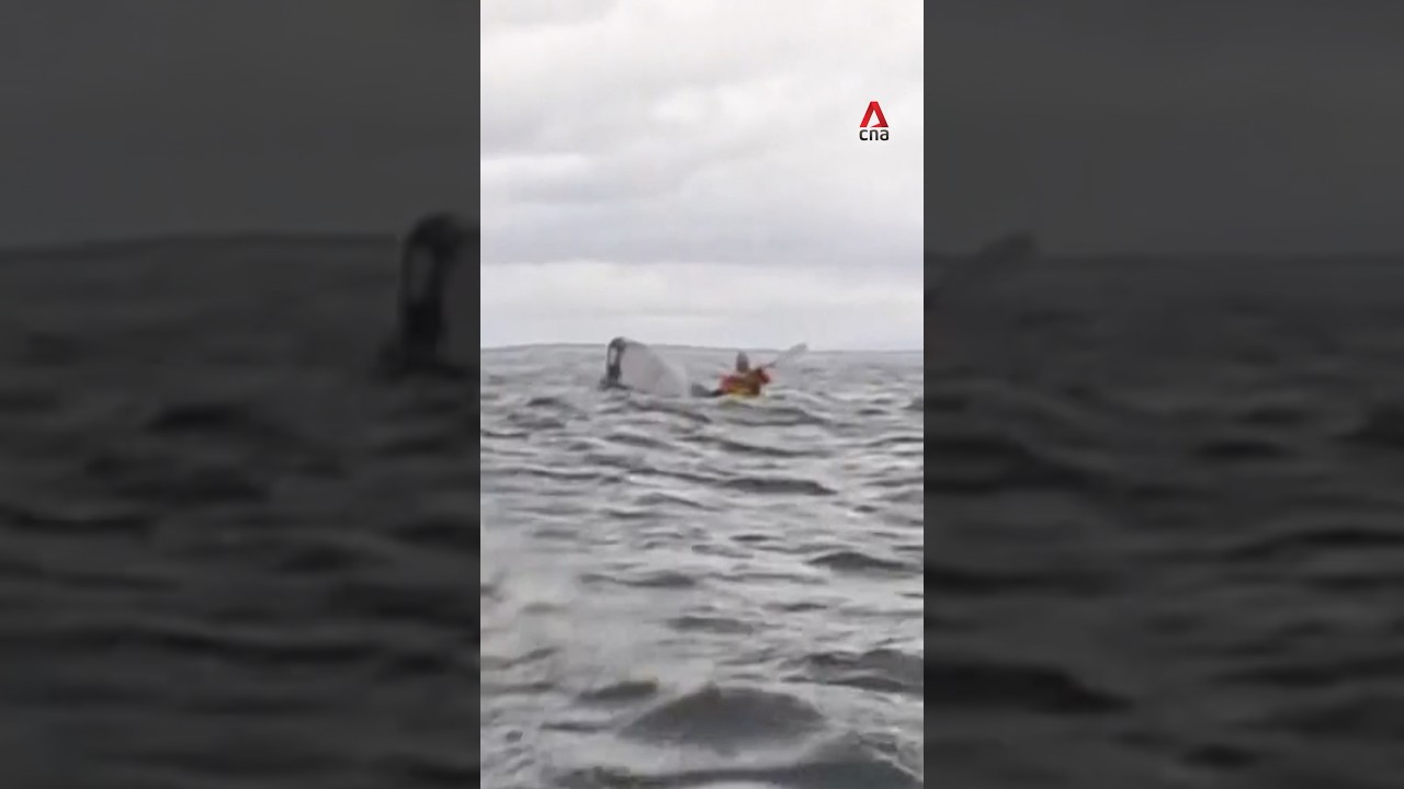 Whale swallows kayaker off Chile and releases him