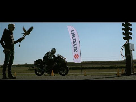 Race: Suzuki Hayabusa vs Peregrine Falcon