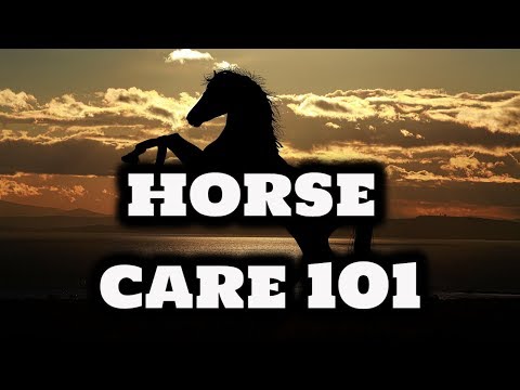 Horse Care and Raising-The Absolute Guide