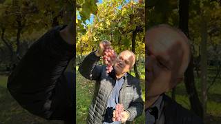 Kırmız Üzüm Bahçedinde Üzüm Yiyor ? Çe