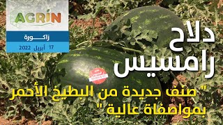 رامسيس صنف جديد من البطيخ الأحمر يدخل إلى المنافسة في سوق البذور بالمغرب