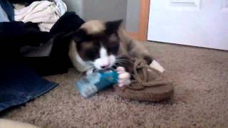 Download lagu Crazy Cat (Simon) with Cigarettes