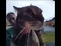 Cat meows at door cam  4k 60fps