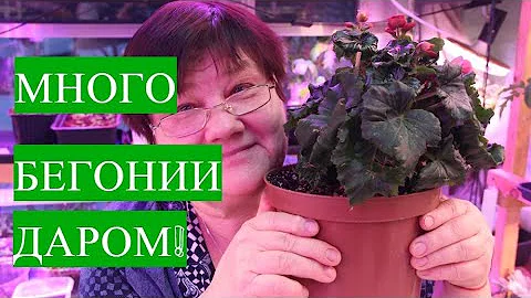 ХОТИТЕ МНОГО БЕГОНИИ? ТОГДА ПОСМОТРИТЕ ЭТОТ РОЛИК! ЧЕРЕНКОВАНИЕ  БЕГОНИИ.