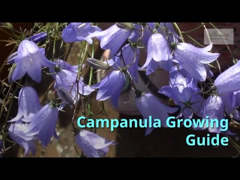 Video: Growing Adenophora Ladybells: Informasjon om falske Campanula-planter i hager