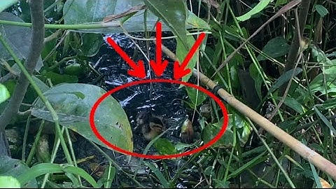 Câu cá lóc bằng vịt | giant snakehead fish Nẻo Đường Quê