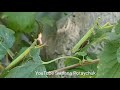 The male playing mantis saw the female playing mantis! Battle of Mantis! Самец Богомола увидел самку