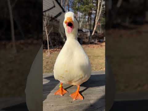 Videó: Etetni kell a kacsákat kenyérrel?