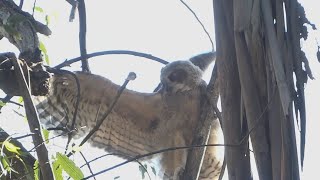 When Owlets Branch (feat. Clem the Climber)