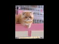 Watch these cute kittens bring joy to your day ♥