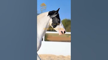 🌹 قرآن كريم 🌹 ألم نشرح لك صدرك 🌹 تلاوة هادئة 🌹 القارئ الشيخ عبد الباسط عبد الصمد رحمة الله عليه 🌹