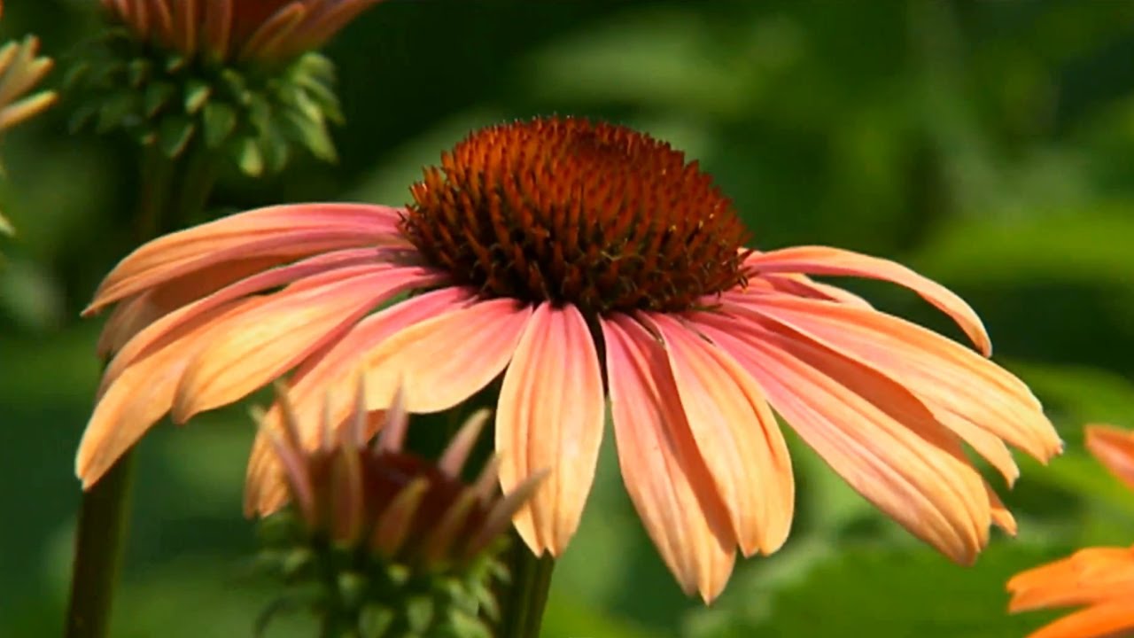 pruning purple coneflower