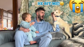 Babies Adorable Reaction When Husky Puppy BITES Dad!. [CUTEST REACTION EVER!!]