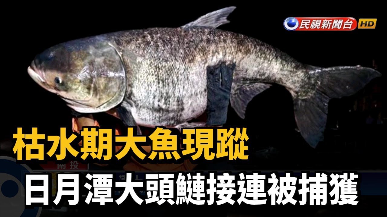 枯水期大魚現蹤日月潭大頭鰱接連被捕獲 民視新聞 Youtube 枯水期大魚現蹤日月潭大頭鰱接連被捕獲 民視新聞 Youtube