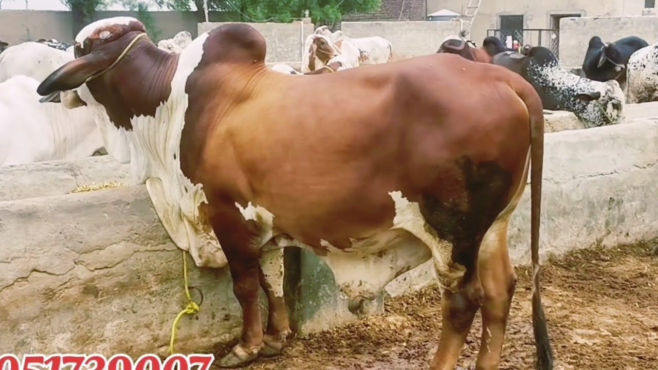 Aziz cattle farm & palai Center par sb sy sasti palai pr bachada palwai ...