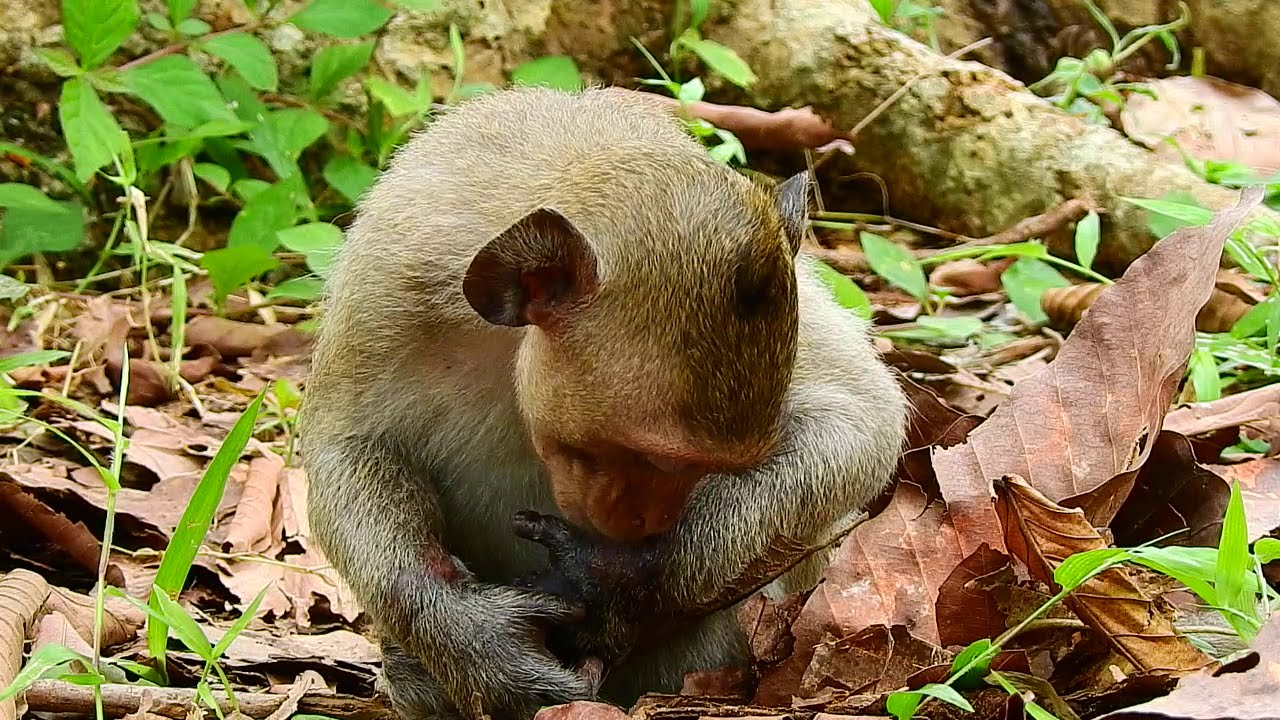 Update poor baby Janet, Janet doing finger lick for get better, Hope Janet get better soon