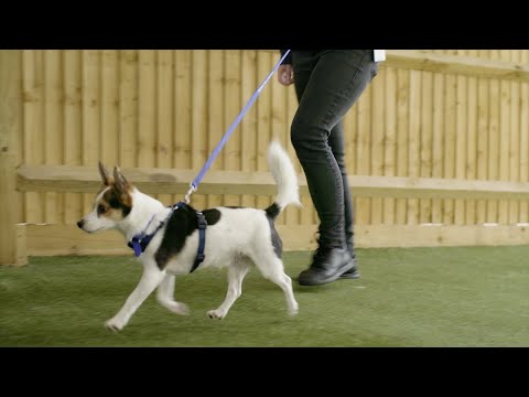 Video: Hvordan kan jeg lære min hund ikke at zigzag foran mig på gåture?