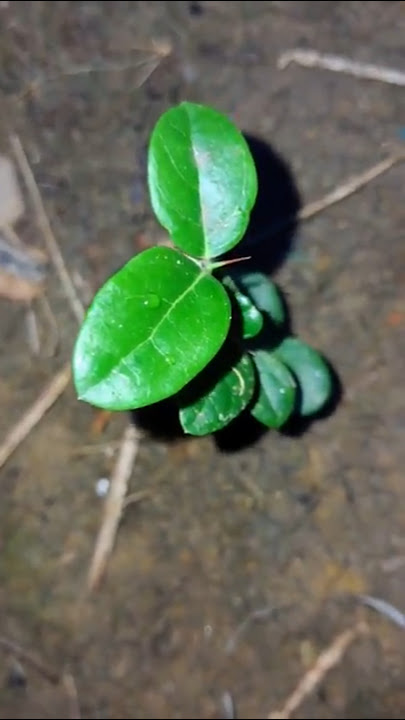 Cranberry grown from seed. How to transplant cranberry.  #cranberry #gardening #gardeningtips