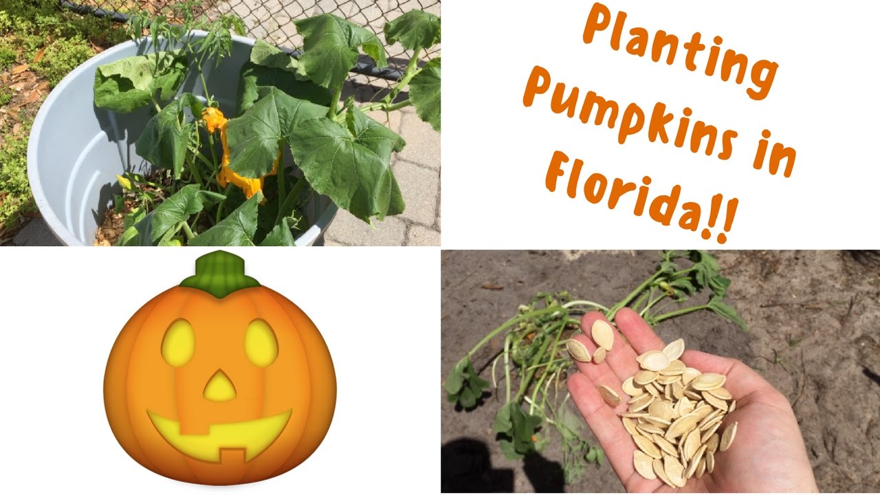 PLANTING PUMPKINS IN FLORIDA!! 🎃 YouTube