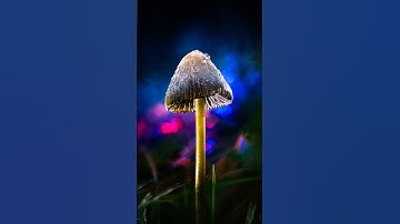 Macro Photo: Frosted Dreams 🍄❄️✨  #mushroom #macromagic #macrophotographyideas