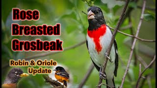 Finding a Rose  Breasted Grosbeak in the Woods