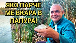 видео: ОТЪРВАХ СЕ НА КОСЪМ!Стадо крави превзеха язовира! Есенен риболов на шаран с шише и 4м.телескоп! картинка: ОТЪРВАХ СЕ НА КОСЪМ!Стадо крави превзеха язовира! Есенен риболов на шаран с шише и 4м.телескоп!