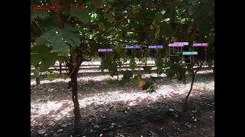 Bitwise Agronomy - Grape Counting