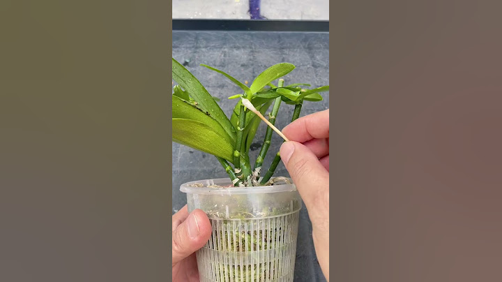 蝴蝶兰涂了它侧芽狂冒 - 天天要闻