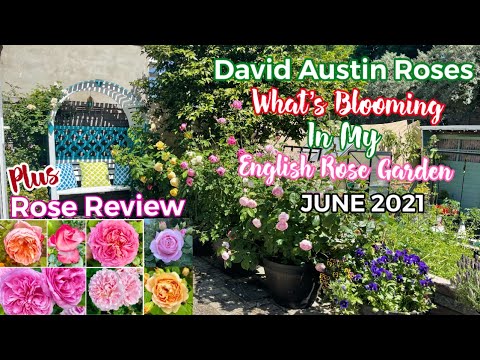 Download David Austin Roses In My English Rose Garden|14 Different Varieties In Bloom Rose Review | June 2021