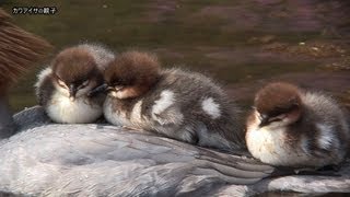 癒される瞬間　カワアイサ親子 ほのぼの癒される光景   Central Asian Common Merganser Parents and a child