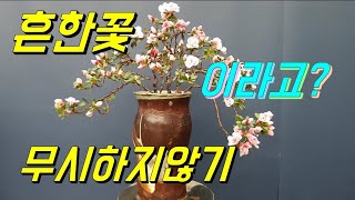 야생화/철쭉/철사걸이/수형잡기/wild flower/bonsai/盆栽